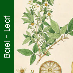 Bael Leaf